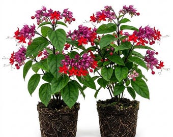 Set 2 Red Bleeding Heart Plants - Clerodendrum Vine, 4-6 Inch Starter Live Plants