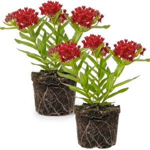Op de afbeelding: Twee potplanten met levendige rode bloemtrossen en groene bladeren. De planten staan in kleine, donkere grondpotten, met zichtbare wortels. De achtergrond is effen wit, waardoor de kleuren en texturen van de planten worden benadrukt.