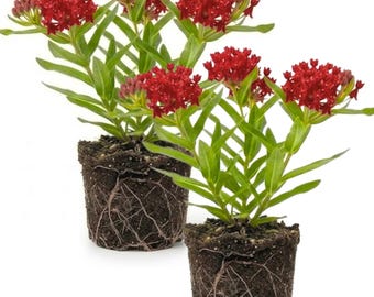 Set 2 Red Milkweed Plants, 4-6 Inch Butterfly Flower Garden Starters