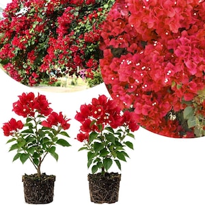 2 Red Bougainvillea Plants, 4-6 Inch Tall, No Pot, Bougainvillea Flower for Garden