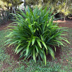 Op de afbeelding: Een levendige groene pandanplant met lange, slanke bladeren. De plant is omgeven door bruine aarde en groen gras, wat een natuurlijke en weelderige omgeving cre&euml;ert. De bladeren hebben een lichte gele tint aan de uiteinden.