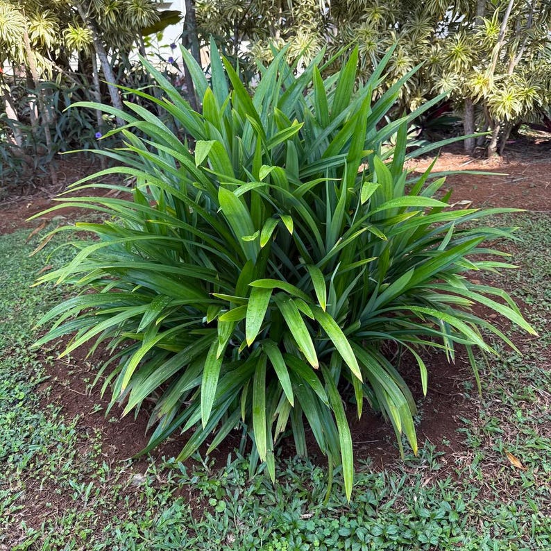 Op de afbeelding: Een levendige groene pandanplant met lange, slanke bladeren. De plant is omgeven door bruine aarde en groen gras, wat een natuurlijke en weelderige omgeving cre&euml;ert. De bladeren hebben een lichte gele tint aan de uiteinden.