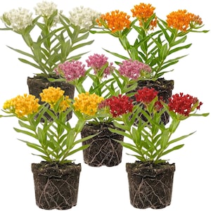 May include: A collection of potted plants with vibrant blooms in various colors, including white, orange, pink, yellow, and red. The plants have green foliage and are set in dark soil, showcasing their root systems.