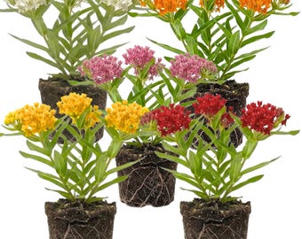 Set 2 Mix Milkweed Plants, 4-6 Inch Butterfly Flower Garden Starters