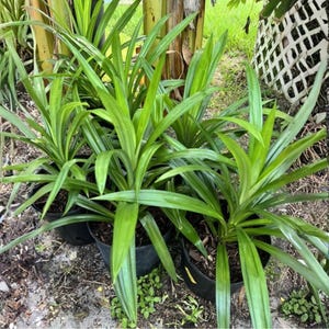 Op de afbeelding: Verschillende pandanplanten in potten met lange, levendige groene bladeren. De planten staan in zwarte plastic potten, tegen een achtergrond van andere planten en bladeren. De bladeren zijn lang en slank, met een lichte kromming.