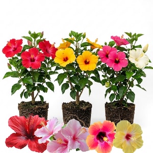 3 Mixed Hibiscus Plants, 4-7 Inch - Tropical Flowering Shrub Assorted Colors
