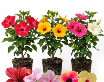 3 Mixed Hibiscus Plants, 4-7 Inch - Tropical Flowering Shrub Assorted Colors