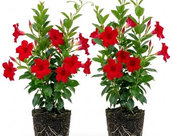 2 Red Mandevilla Plants Live 6-8 Inch - Tropical Flowering Vine