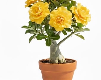 Double Yellow Desert Rose Plant, 4-7 Inch Tall - Flowering Succulent Seedlings, Adenium obesum