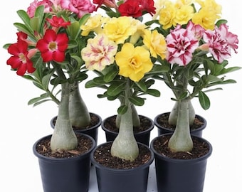 Set 2 Mixed Desert Rose Plants - Assorted Flowers - 4-7 Inch Live Succulent Starters