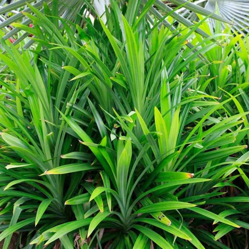 Op de afbeelding: Een levendige afbeelding van weelderige groene pandanplanten. De lange, slanke bladeren van de planten zijn heldergroen, met een paar bladeren die een lichtere, geelgroene tint vertonen. De planten zijn dicht opeengepakt, wat een volle en getextureerde uitstraling cre&euml;ert.