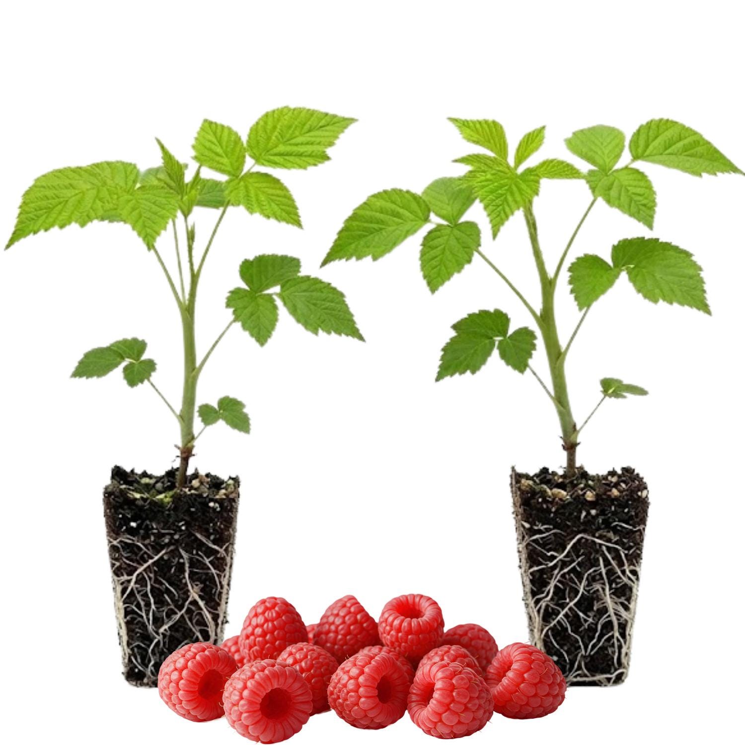 Red Caroline Raspberry Caroline Red Raspberry Plant, 4-7 Inch Tall - Live Berry Cane Starter ...
