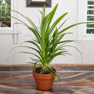 Op de afbeelding: Een pandanplant in een terracotta pot, met lange, groene bladeren. De plant staat tegen een neutrale muur met een raam en een ingelijste foto. De bladeren hebben een gestreept patroon.