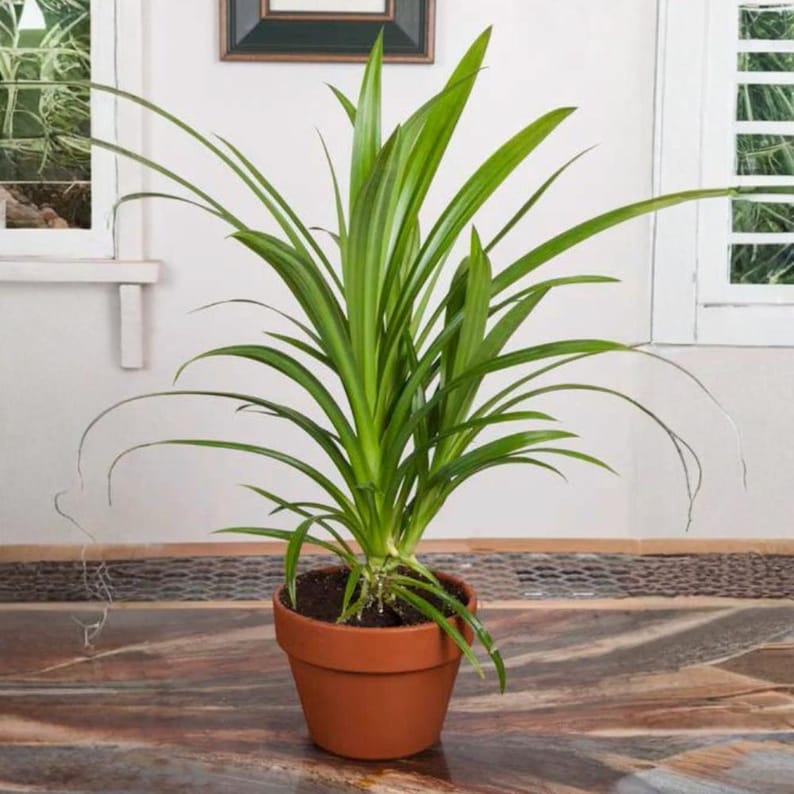 Op de afbeelding: Een pandanplant in een terracotta pot, met lange, groene bladeren. De plant staat tegen een neutrale muur met een raam en een ingelijste foto. De bladeren hebben een gestreept patroon.