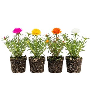 Op de afbeelding: Vier potplanten met kleurrijke bloemen in roze, geel, oranje en wit. De planten hebben groene bladeren en staan in kleine, donkere potten. De achtergrond is wit.