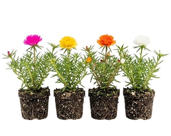 Set 4 Mixed Portulaca Live Plants, 3-6" Moss Rose Colorful Succulent Flowers