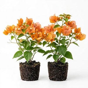 May include: Two bougainvillea plants with vibrant orange bracts and green leaves. Each plant has a dense root ball of dark soil exposed, showing a network of fine roots. The plants are positioned side by side against a plain white background.