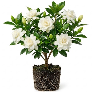 Op de afbeelding: Een gardeniaplant met meerdere witte, meerbloemige bloemen en diverse groene knoppen. De plant heeft glanzende, donkergroene bladeren en een zichtbare kluit in donkere, vochtige aarde, met een dicht netwerk van fijne, lichtgekleurde wortels.