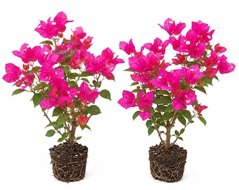 2 Pink Bougainvillea Plants, 4-6 Inch Tall, No Pot, Bougainvillea Flower for Garden