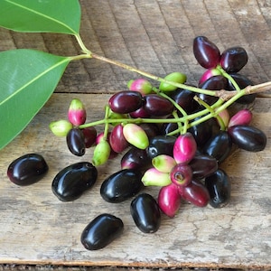 Black Java Plum Tree Plant, Jamun Syzygium cumini, 6-10" Live Plant