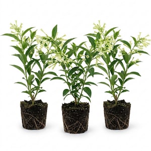 Op de afbeelding: Drie Cestrum nocturnum planten met groene bladeren en trossen kleine, lichtgele, buisvormige bloemen. Elke plant heeft een blootliggende kluit van donkere aarde met zichtbare wortels aan de basis, gerangschikt in een rij tegen een witte achtergrond.