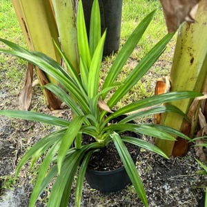 Op de afbeelding: Een pandanplant in pot met lange, heldergroene bladeren. De plant staat in een zwarte plastic pot, tegen een achtergrond van andere planten en gras. De bladeren hebben een gestreept patroon.