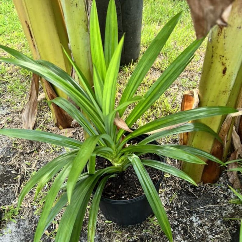 Op de afbeelding: Een pandanplant in pot met lange, heldergroene bladeren. De plant staat in een zwarte plastic pot, tegen een achtergrond van andere planten en gras. De bladeren hebben een gestreept patroon.
