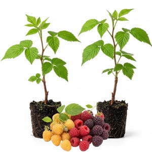 May include: Two raspberry plant starts with exposed root balls of dark soil, positioned behind a central cluster of fresh fruit. The fruit pile consists of bright yellow raspberries and deep purple-black raspberries with green leaves.