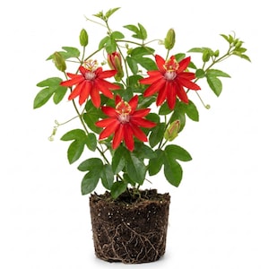Op de afbeelding: Een passiebloemplant in een pot met drie levendige rode bloemen met complexe centrale structuren, groene gelobde bladeren en verschillende gesloten knoppen. De plant wordt getoond met de kluit blootgelegd, donkere aarde en zichtbare wortels.