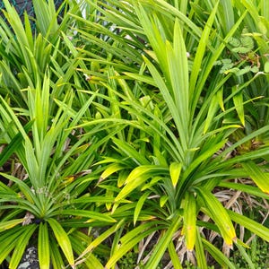 Op de afbeelding: Een close-up van levendige groene pandanplanten. De lange, slanke bladeren stralen uit de basis en cre&euml;ren een weelderige, gestructureerde uitstraling. De bladeren hebben een lichte vergeling aan de uiteinden. De planten staan dicht op elkaar.