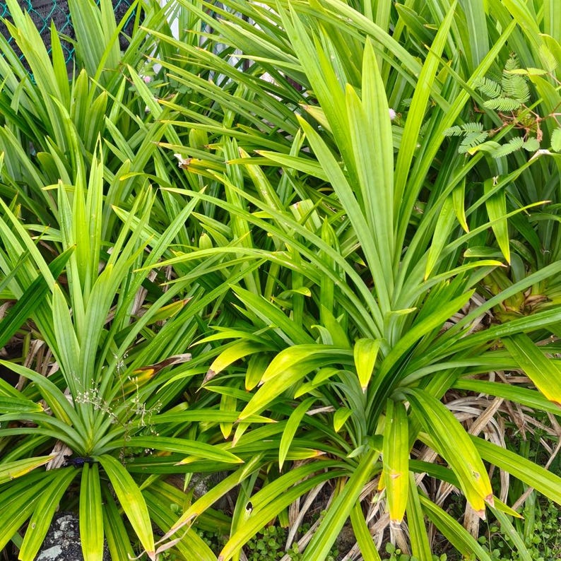 Op de afbeelding: Een close-up van levendige groene pandanplanten. De lange, slanke bladeren stralen uit de basis en cre&euml;ren een weelderige, gestructureerde uitstraling. De bladeren hebben een lichte vergeling aan de uiteinden. De planten staan dicht op elkaar.