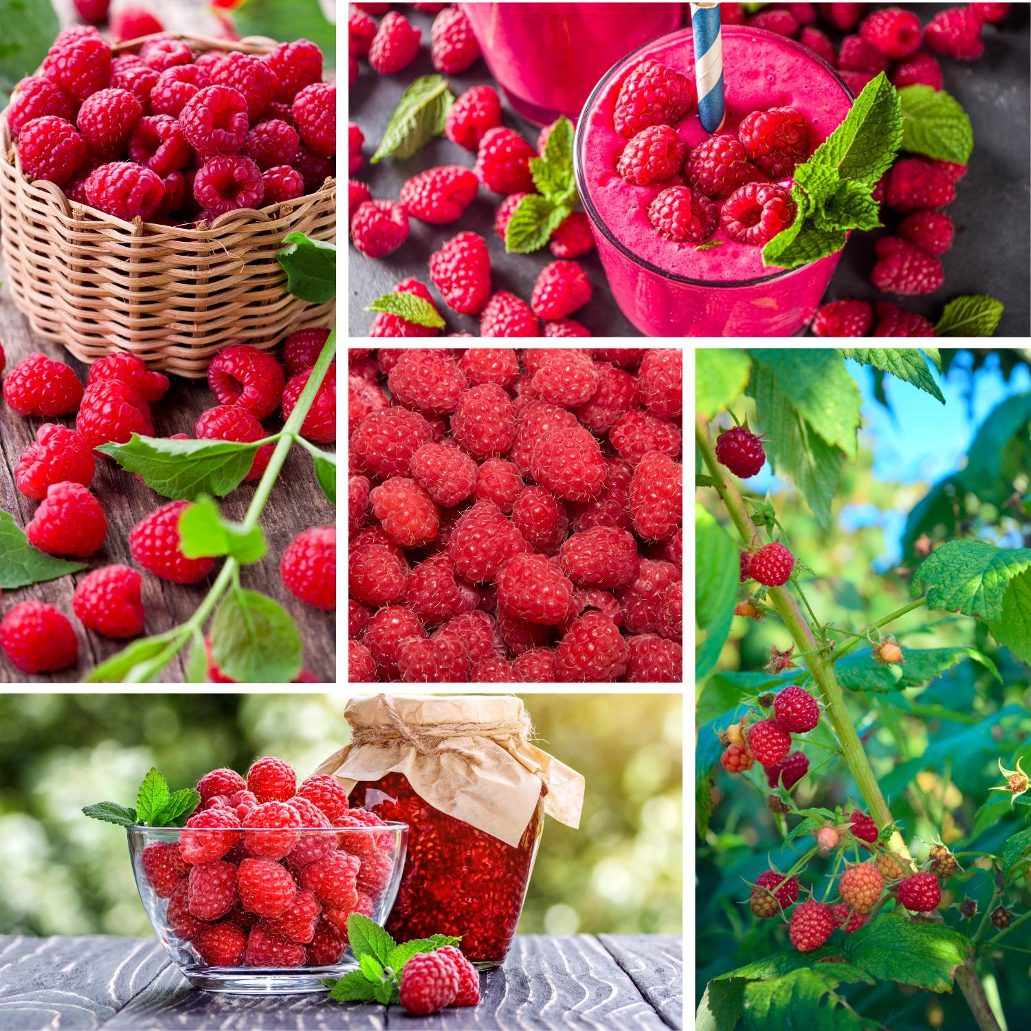 Red Caroline Raspberry Caroline Red Raspberry Plant, 4-7 Inch Tall - Live Berry Cane Starter ...
