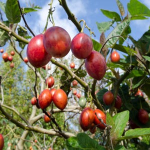 May include: A close-up shot of a tree branch laden with ripe tamarillo fruits. The fruits are oval-shaped, with a deep red hue and a smooth skin. Green leaves and branches are visible against a blue sky background.