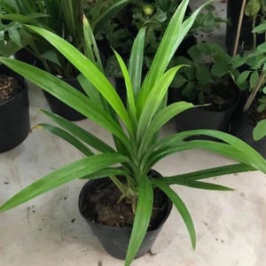 Op de afbeelding: Een pandanplant in pot met lange, heldergroene bladeren. De plant staat in een zwarte plastic pot, met andere planten zichtbaar op de achtergrond. De bladeren zijn lang en slank, met een lichte kromming. De plant is een helder, gezond groen.