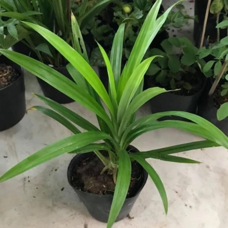 Op de afbeelding: Een pandanplant in pot met lange, heldergroene bladeren. De plant staat in een zwarte plastic pot, met andere planten zichtbaar op de achtergrond. De bladeren zijn lang en slank, met een lichte kromming. De plant is een helder, gezond groen.