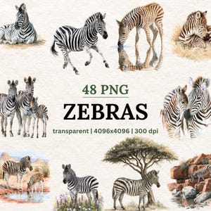 May include: A collection of 48 digital PNG files featuring watercolour illustrations of zebras in various poses, including standing, running, drinking, and resting, with text reading 48 PNG ZEBRAS transparent | 4096x4096 | 300 dpi.