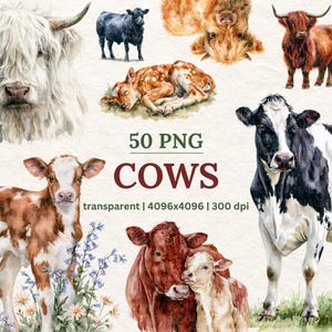May include: A collection of watercolour illustrations featuring different breeds of cows and calves. The image includes a text overlay stating "50 PNG COWS". The illustrations are transparent and suitable for digital use.