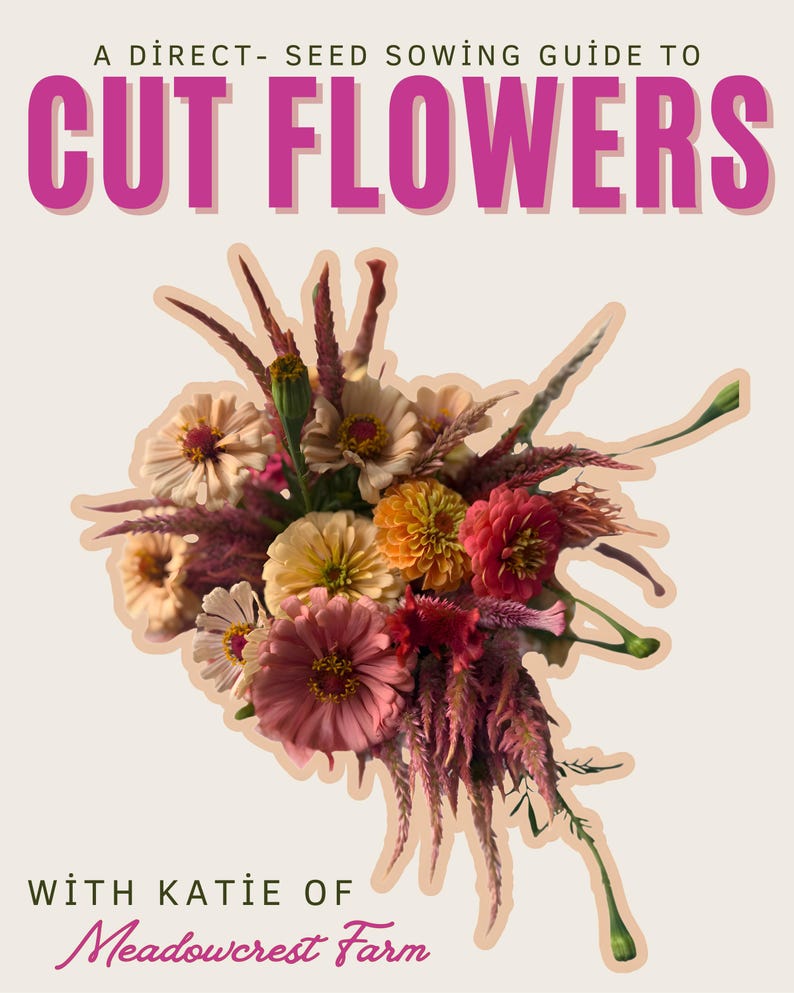 K&ouml;nnte beinhalten: Ein Buchcover mit dem Titel "CUT FLOWERS" in gro&szlig;en, leuchtend pinkfarbenen Buchstaben. Das Cover zeigt einen bunten Blumenstrau&szlig; in Rosa-, Orange- und Gelbt&ouml;nen. Der Text "A DIRECT- SEED SOWING GUIDE TO" steht &uuml;ber dem Titel, und "WITH KATIE OF Meadowcrest Farm" steht darunter.