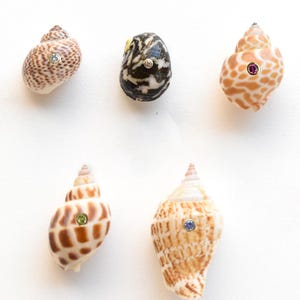 Peut inclure: Cinq coquillages disposés sur deux rangées, chacun orné d'une petite pierre précieuse circulaire incrustée. Les coquillages présentent des motifs naturels variés dans des tons marron, beige et noir, avec des pierres bleues, vertes et roses.