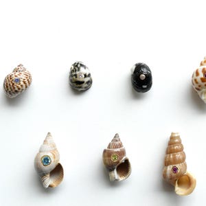 May include: Seven natural seashells arranged in two rows, each featuring a small, circular gemstone set in gold. The shells vary in color, including brown, black, and cream patterns, with embedded stones in shades of blue, pink, and yellow.