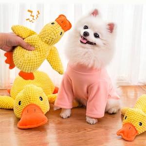 May include: A white Pomeranian dog wearing a pink shirt sits on a wooden floor, surrounded by yellow duck-shaped dog toys. One toy is held up, while two others are on the floor. The toys have orange beaks and feet.