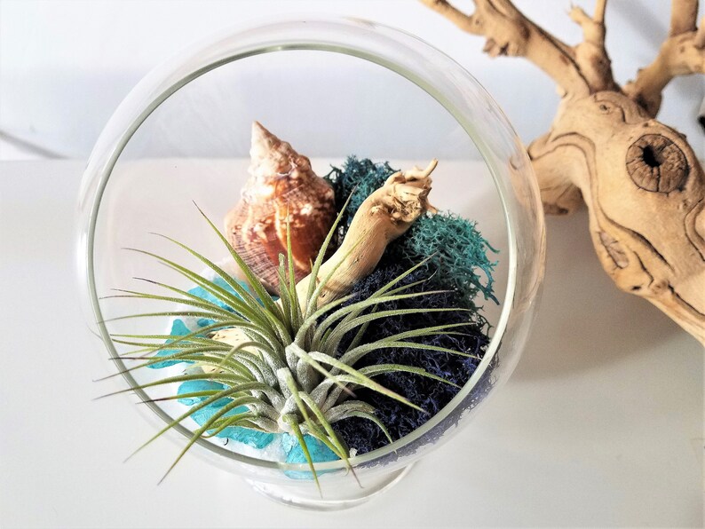 Air Plant Terrarium Kit Mothers Day Gift Beach Driftwood Diy Glass Globe Plants