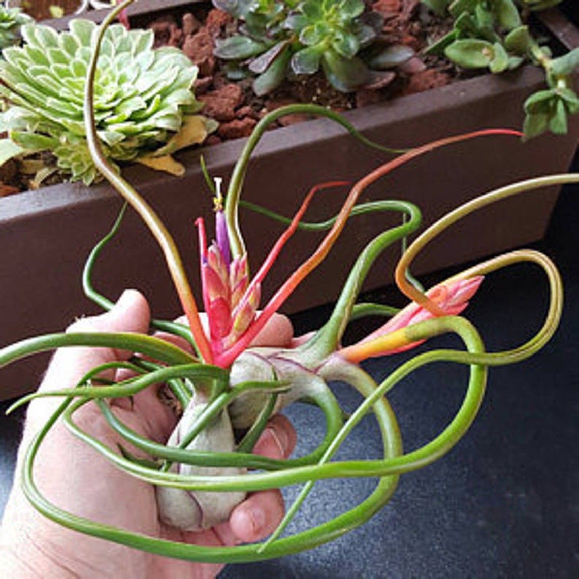 Bulbosa Belize Air Plant Flower Air Plant Large Air Plant Etsy