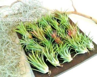 Large Air plants - Wholesale air plants - Bulk air plants -  Wedding favors -  Tillandsia - diy projects - terrariums - crafts