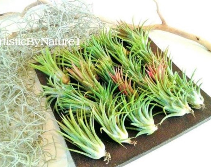 Large Air Plants Wholesale Air Plants Bulk Air Plants Etsy