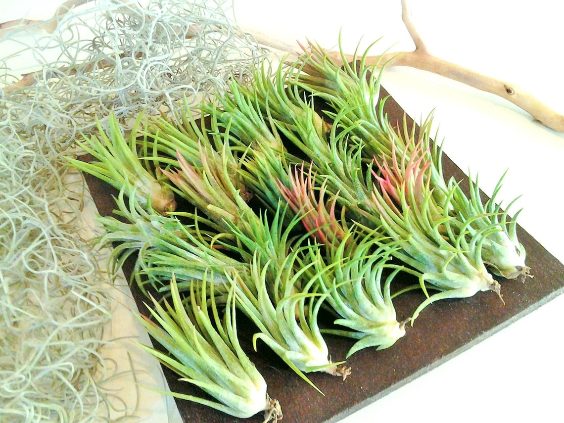 Large Air Plants Wholesale Air Plants Bulk Air Plants Etsy