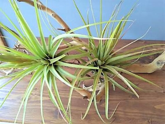 Wholesale Online Website Huge Air Plants/summer colorful