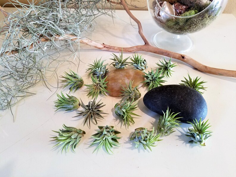 Baby Air Plants Wholesale Air Plants Bulk Air Plants Etsy