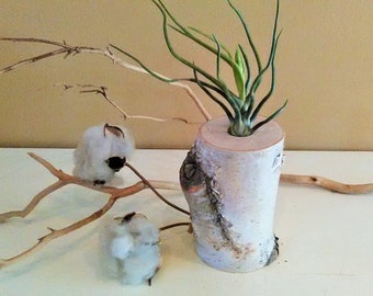 Birch tree air plant terrarium, wood terrarium, rustic terrarium, white terrarium, exotic terrarium, bulbosa air plant, home decor