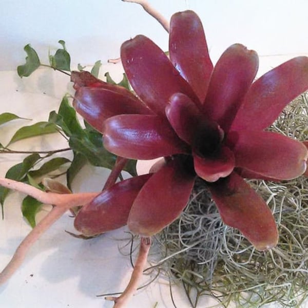 Neo Fireball Plants - Air plant - Bromiliad - Outdoors and garden - Burgandy Plant - Color plant - Red plant